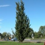 Columella (Intergard)