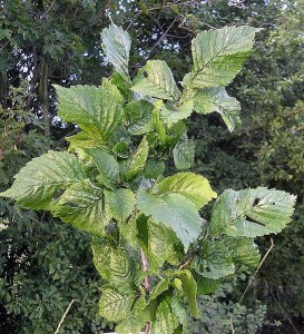 Columella foliage (Ptelea)