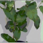 FL 493 late spring foliage