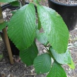 FL 506 Foliage 1