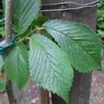 FL 506 Foliage 2