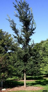 Patriot elm (John Hagstrom)