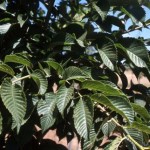 Patriot foliage (Van Agen)
