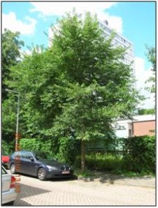 Pioneer, Amsterdam (Peter van de Fluit)