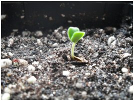 Ulmus Arcadia seedling leaves