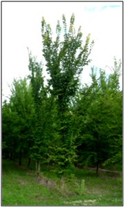 Ulmus Morfeo