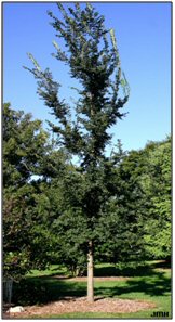 Ulmus Patriot