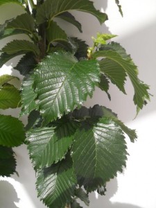 Vada Ulmus Wanoux