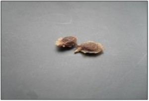 arcadia_seed