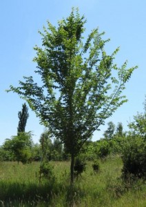 Lutece elm, Great Fontley Farm, Hants (Ptelea)
