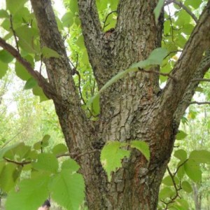Morfeo Branching and Bark