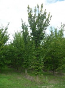 Morfeo elm, Castellaccio 2010