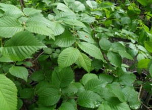 Morfeo Spring Foliage
