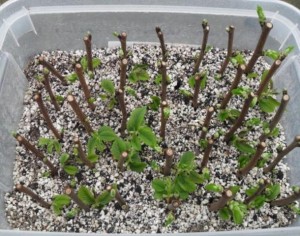 Morfeo Winter Propagation