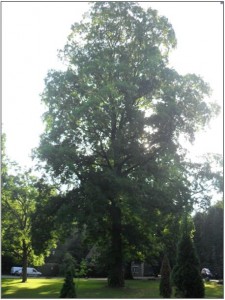 Carya cordiformis Tortworth Court Gloucestershire July 2013