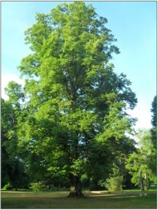 Tilia platyphyllos Tortworth Court Gloucestershire July 2013