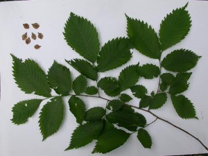 Ulmus_Laevis_foliage