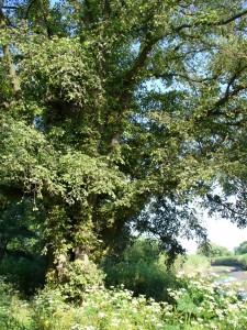 Ulmus_laevis_heuckenlock_