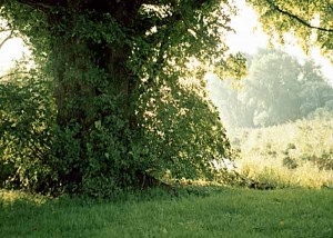 ulmus_laevis_04_gr