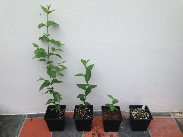 2014_hybirds_progress_report_seedlings_web