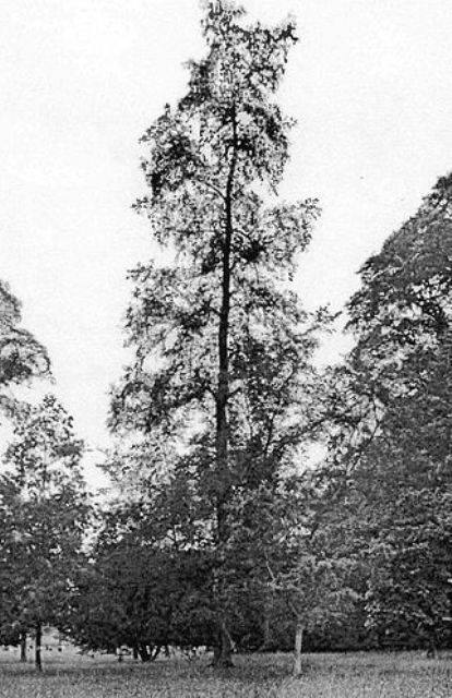 Plot Elm at Westonbirt