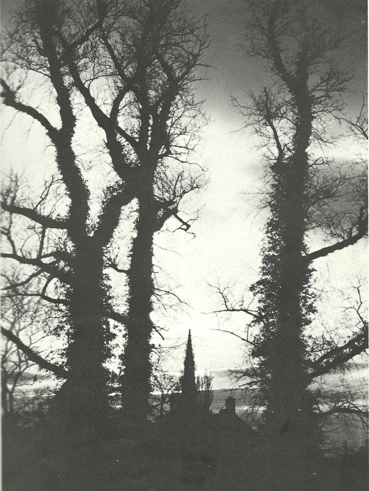 Ancient Plot elms at Dry Doddington, near Grantham