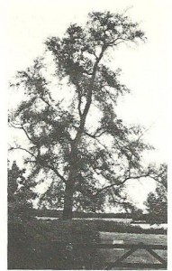 Semi-mature Plot elm, Trent Valley