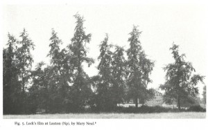 Plot elm at Laxton, Northants (Mary Neal)