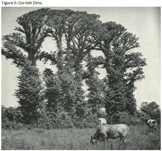Resistant Elms
