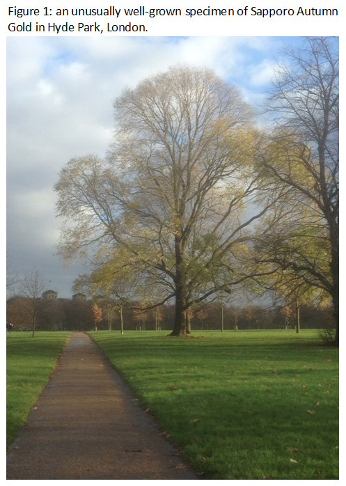 Resistant Elms