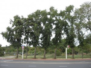 1-Ulmus-hollandica-Christine Buisman-can alkemadelaan-den-haag-090901c-web