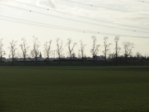 4-Ulmus-hollandica-Christine-Buisman-kwadendamme-dierikweg-dwarsdijkje-120127a jpg-web