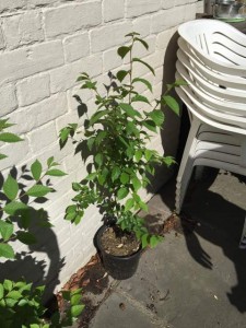 FL 462 x Patriot 